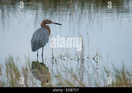 Une rare Aigrette rougeâtre à Black Point, Merrit Island NWR Banque D'Images