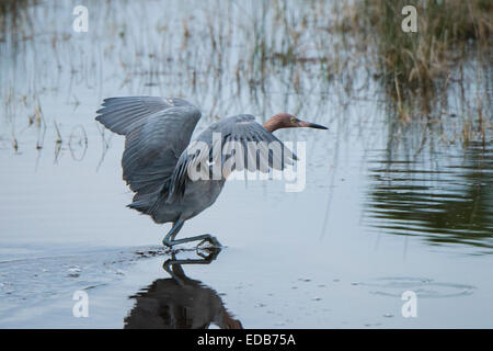 Une rare Aigrette rougeâtre s'alimentant à Black Point, Merrit Island NWR Banque D'Images