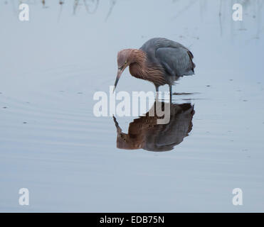 Une rare Aigrette rougeâtre s'alimentant à Black Point, Merrit Island NWR Banque D'Images