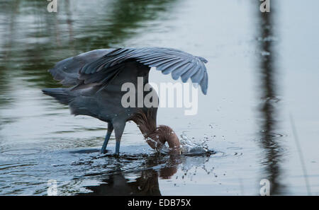 Une rare Aigrette rougeâtre s'alimentant à Black Point, Merrit Island NWR Banque D'Images