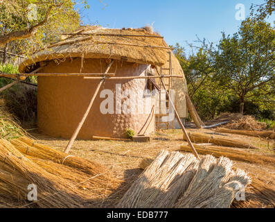 SWAZILAND, AFRIQUE - Construction d'une ruche traditionnelle hut fait de l'herbe sèche, de chaume à la Réserve Naturelle de Phophonyane Banque D'Images