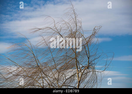Branches de saule pleureur arbre dans le vent Banque D'Images