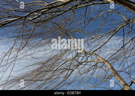 Branches de saule dans le vent Banque D'Images