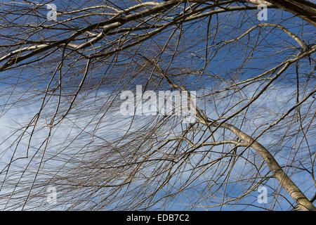 Branches de saule dans le vent Banque D'Images