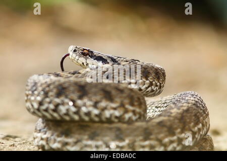 Meadow viper ( Vipera ursinii rakosiensis ) prêt à frapper ; cette espèce de reptile est inscrite sur la liste rouge, en voie de disparition Banque D'Images
