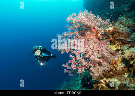 Plongeurs sur les récifs coralliens à falaise à la Fleur de cerisier Coral (Siphonogorgia godeffroyi), grande barrière de corail, le Pacifique, l'Australie Banque D'Images