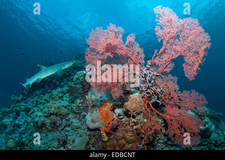 Whitetip reef shark (Triaenodon obesus) Ventilateur noué Corail (Melithaea ochracea), ciel couvert avec des sédiments, Grande Barrière de Corail Banque D'Images