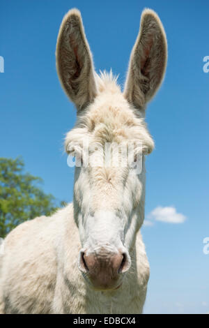 Âne blanc austro-hongrois ou baroques (âne Equus asinus asinus), Parc national du lac de Neusiedl, Burgenland, Autriche Banque D'Images
