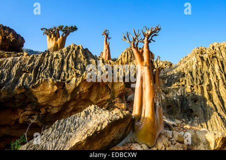 Arbres bouteille (Adenium obesum) en fleur, espèce endémique, l'île de Socotra, au Yémen Banque D'Images