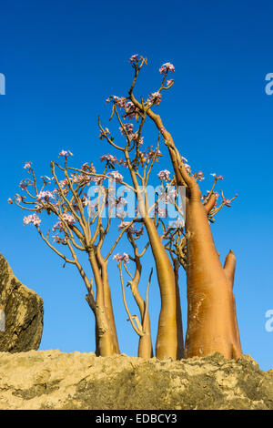 Arbre bouteille (Adenium obesum) en fleur, espèce endémique, l'île de Socotra, au Yémen Banque D'Images