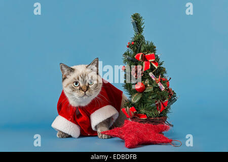 British Shorthair cat en costume de noël avec Christmas Tree Banque D'Images