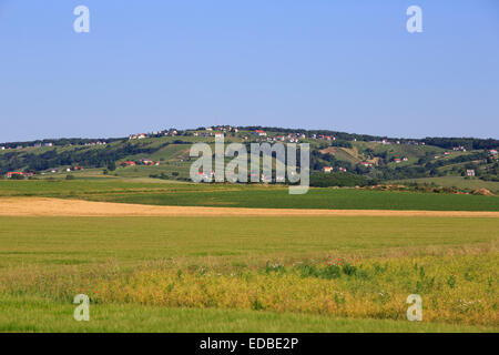 Vignoble, Eisenberg an der Pinka, le Burgenland méridional, Burgenland, Autriche Banque D'Images