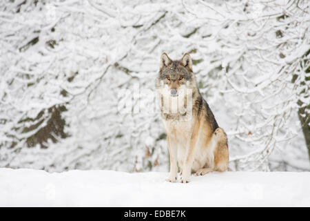 Wolf (Canis lupus), assis dans la neige, captive, Allemagne Banque D'Images