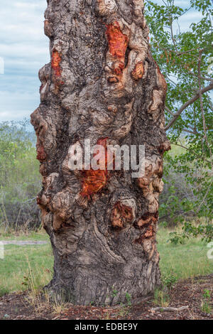 Tronc de l'arbre marula ou elephant tree (Sclerocarya birrea), Okavango Delta, Botswana Banque D'Images