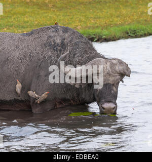 Vieux buffle (Syncerus caffer) avec les yeux et la perte de corne à boire au fleuve, quatre Oxpecker à bec rouge (Buphagus Banque D'Images