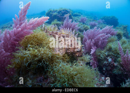 Les petits sébastes, Scorpaena transcrire, d'algues couverts rocheux dans la mer Méditerranée, Malte. Banque D'Images