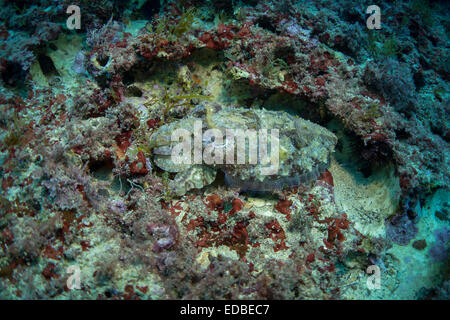 Le camouflage d'une seiche commune (Sepia officinalis,,dans la mer Méditerranée à La Valette, Malte. Banque D'Images