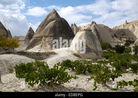 Vignes et de formations de tuf dans la vallée de l'amour, Nevşehir Province, Cappadoce, Turquie Banque D'Images