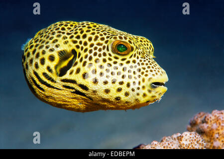 L'Arothron stellatus (puffer), juvénile, Grande Barrière de Corail, le Pacifique, l'Australie Banque D'Images