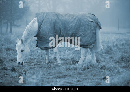 Calèche dans un enclos sur un jour d'hiver brumeux. Libre à souligner le temps froid Banque D'Images