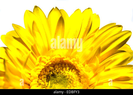 La moitié des fleurs gerbera jaune isolé sur fond blanc. Banque D'Images