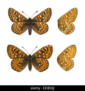 Marsh Fritillary - Euphydryas aurinia - mâle (en haut) - femelle (en bas). Banque D'Images