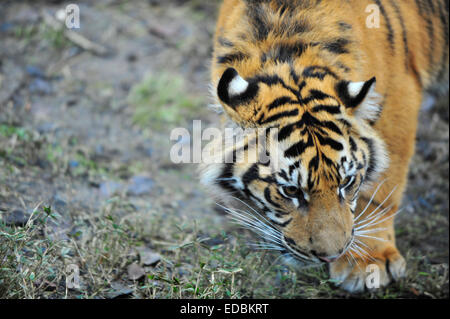 Le Zoo de Londres, Royaume-Uni. 05 Jan, 2015. Temps pour les animaux de se lever et être comptés comme l'ISS annuel bilan est en cours. Keepers ont la tâche de noter tous les mammifères, d'oiseaux, reptiles, poissons et invertébrés au Zoo. Credit : Malcolm Park editorial/Alamy Live News Banque D'Images