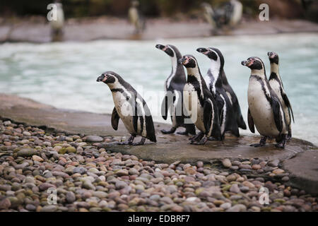 Londres, Royaume-Uni. 5Th Jan, 2015. Les pingouins sont vus lors d'un photocall pour promouvoir le stock annuel de prendre des animaux à ZSL London Zoo de Londres, Royaume-Uni. Credit : James/Gasperotti ZUMA Wire/Alamy Live News Banque D'Images