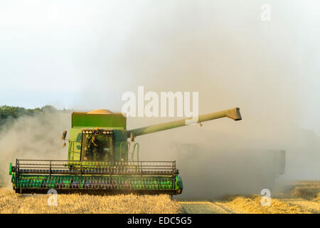 La poussière de récolte passant autour d'une moissonneuse-batteuse et le tracteur avec remorque lors de la récolte de blé, Lancashire, England, UK Banque D'Images