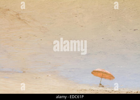 Parasol reflété sur l'eau à Acores Beach. Florianopolis, Santa Catarina, Brésil. Banque D'Images