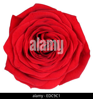 Blossom rose rouge isolé sur fond blanc Banque D'Images