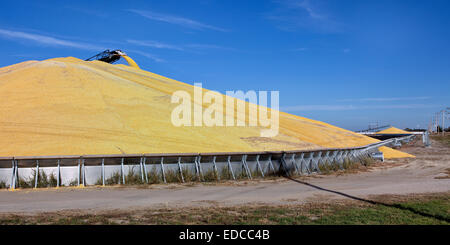 Convoyeur de transport du dépôt de maïs égrené 'Zea mays' dans une soute de stockage. Banque D'Images