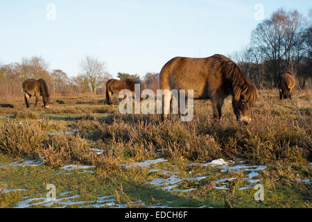 Quatre poneys Exmoor pâturage à Sutton Park sous le soleil d'après-midi Décembre Sutton Coldfield West Midlands Banque D'Images