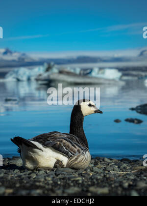 Bernache nonnette (Branta leucopsis) par la lagune glaciaire du Jökulsárlón,, l'Islande. Banque D'Images