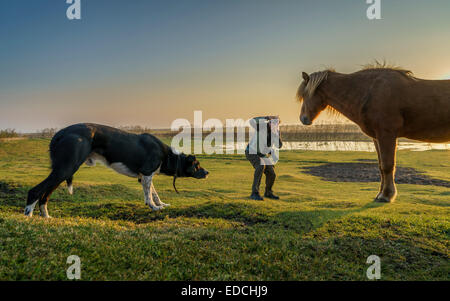 Photographe à prendre des photos d'un cheval avec un chien à proximité, l'Islande Banque D'Images