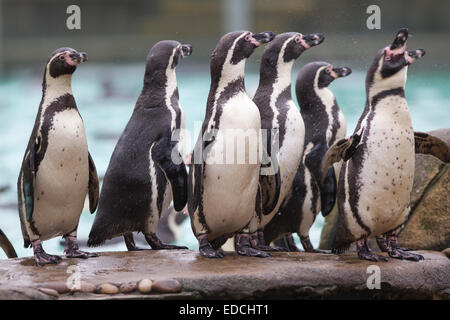 Londres, Royaume-Uni. 5 janvier, 2015. Ligne pingouins jusqu'à être compté à l'ZSL London Zoo Bilan annuel 2015 Crédit : Jeff Gilbert/Alamy Live News Banque D'Images