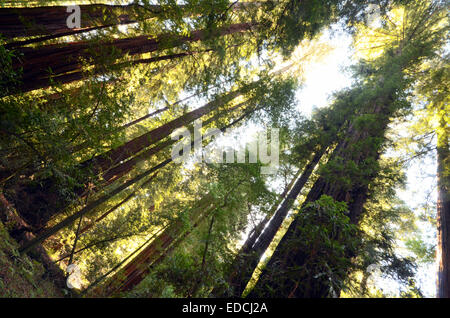 Les arbres Séquoia géant de Californie du Nord Banque D'Images