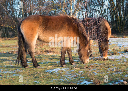 Deux poneys Exmoor pâturage à Sutton Park sous le soleil d'après-midi Décembre Sutton Coldfield West Midlands Banque D'Images