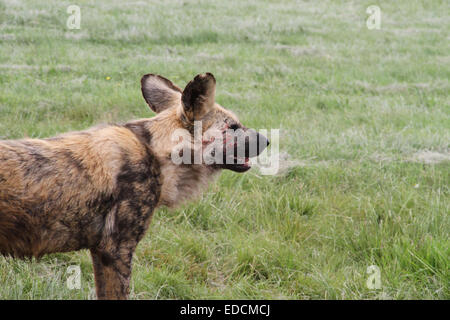 Chien sauvage. Chien. Chien peint d'Afrique. Genre lycaon. En voie de disparition. Hypercarnivorous régime alimentaire. Chien sauvage d'Afrique. 'Wolf'. Banque D'Images