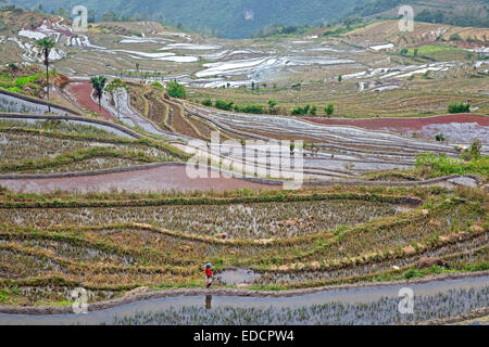 Rizières en terrasses à flanc de colline près de Xinjie dans le district de Yuangyang, province du Yunnan, Chine Banque D'Images