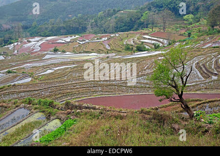 Rizières en terrasses à flanc de colline près de Xinjie dans le district de Yuangyang, province du Yunnan, Chine Banque D'Images