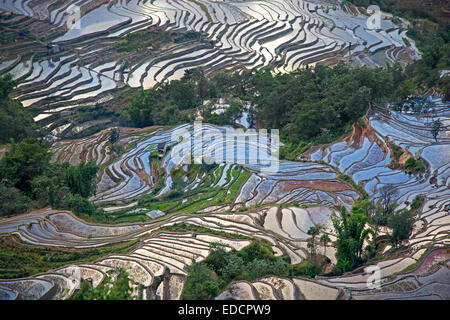 Rizières en terrasses à flanc de colline près de Xinjie dans le district de Yuangyang, province du Yunnan, Chine Banque D'Images