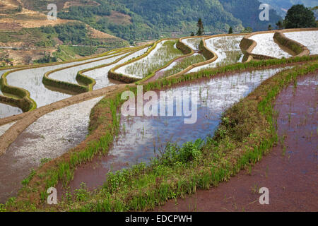 Des rizières en terrasse couverte de lentilles d'eau rouge sur colline près de Xinjie dans le district de Yuangyang, province du Yunnan, Chine Banque D'Images