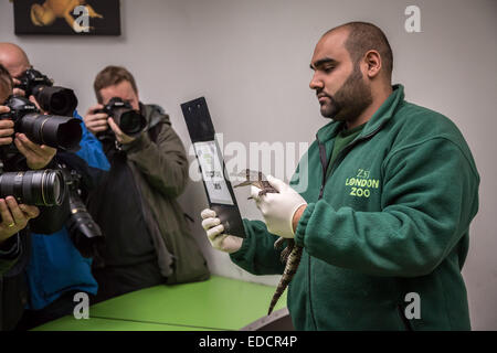 Londres, Royaume-Uni. 5Th Jan, 2015. Le Zoo de Londres (ZSL) Animal ANNUEL Bilan Crédit : Guy Josse/Alamy Live News Banque D'Images