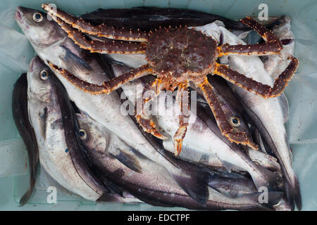 L'églefin et le crabe du Kamtchatka Banque D'Images