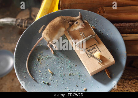 Dead mouse pris dans un piège à souris dans un hangar hors UK Construction Banque D'Images