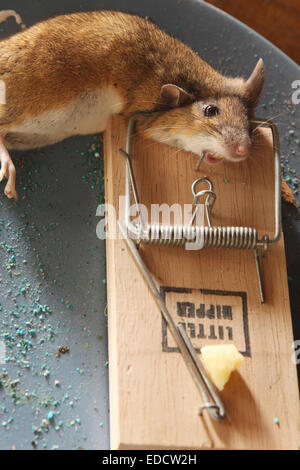 Dead mouse pris dans un piège à souris dans un hangar hors UK Construction Banque D'Images