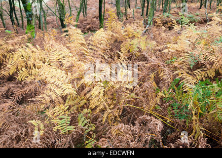 Bracken en automne. Fougères dans les bois, Yorkshire, Peak District, England, UK Banque D'Images