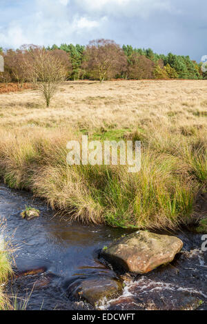 La campagne en automne. Un ruisseau, Burbage Brook, qui coule à travers un champ sur l'Estate, Longshaw, Derbyshire Peak District, England, UK Banque D'Images