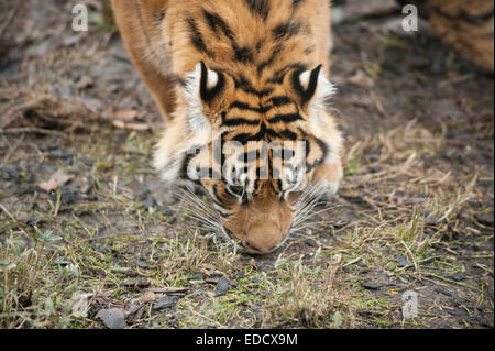 Le Zoo de Londres, Royaume-Uni. 05 Jan, 2015. Temps pour les animaux de se lever et être comptés comme l'ISS annuel bilan est en cours. Keepers ont la tâche de noter tous les mammifères, d'oiseaux, reptiles, poissons et invertébrés au Zoo. 10 mois vieux tigre de Sumatra les oursons sont comptés. Credit : Malcolm Park editorial/Alamy Live News Banque D'Images